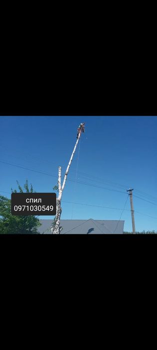 Спил деревыев безопасный спуск по частям песочин