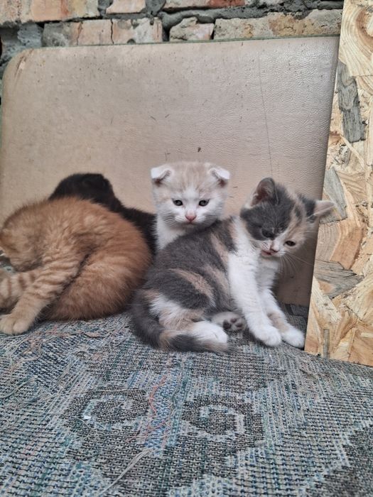 Продамо Кошенят британців