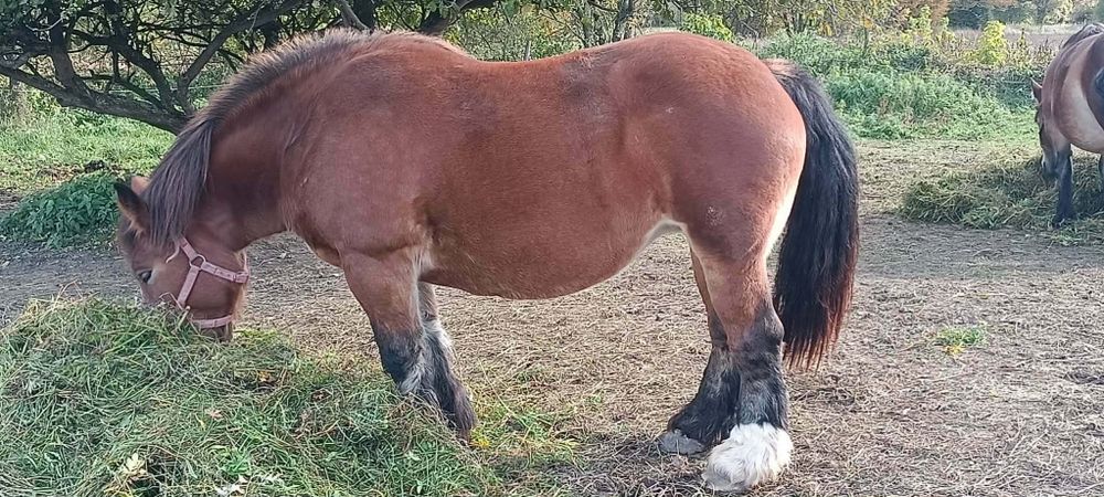Sprzedam klacze zaźrebione