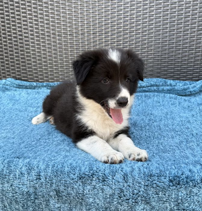 Border Collie przepiękna klasyczna sunia black & white Daisy