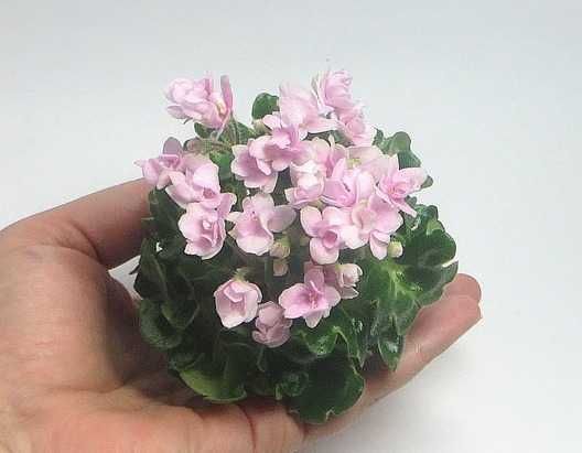 Мині фиалки листочкі