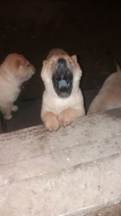 Продам гарних цуценят