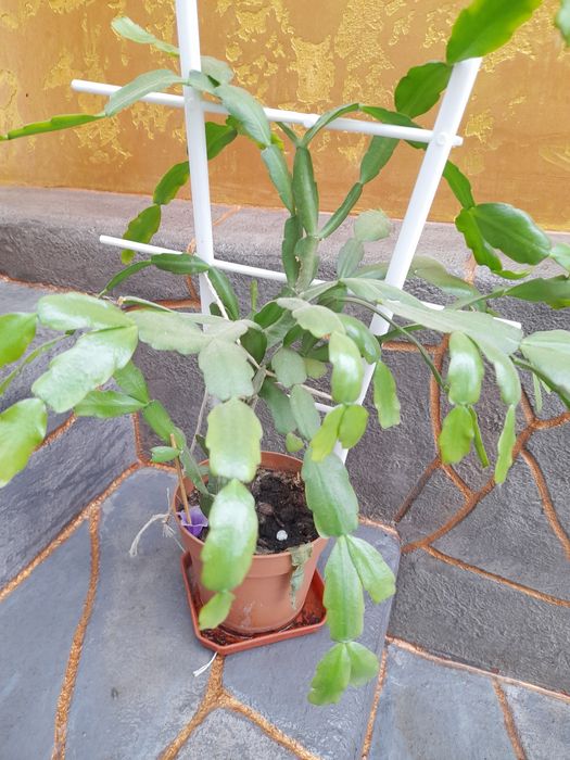 Вазоны недорого .