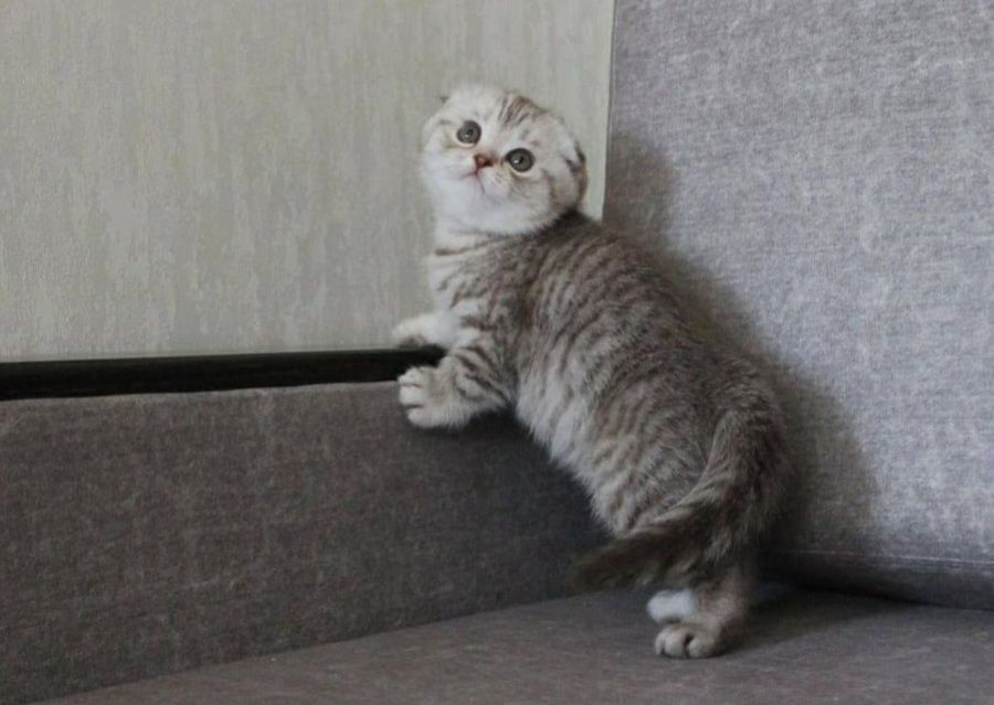 Маленький комочек счастья