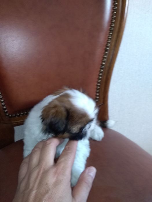 SHShih-Tzu Sublime
Desparasitação devida.
Qualidade Top ( morfologia, pêlo e caráter).
INVISTA EM SHIH-TZU, MAS DE QUALIDADE SUPERIOR!