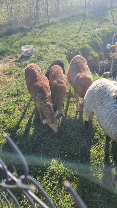 Sprzedam owcę barbados