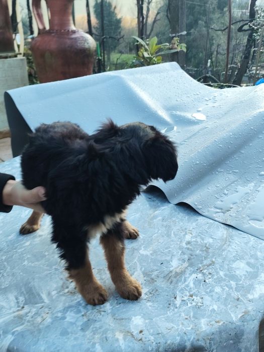 Cãezinhos para adotar