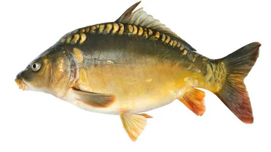 Karp Handlowy Hurt