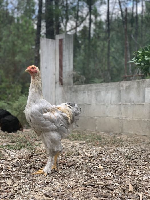 Ovos Brahma isabella