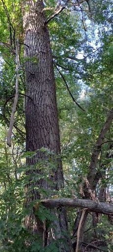 Продам дерево ясокори