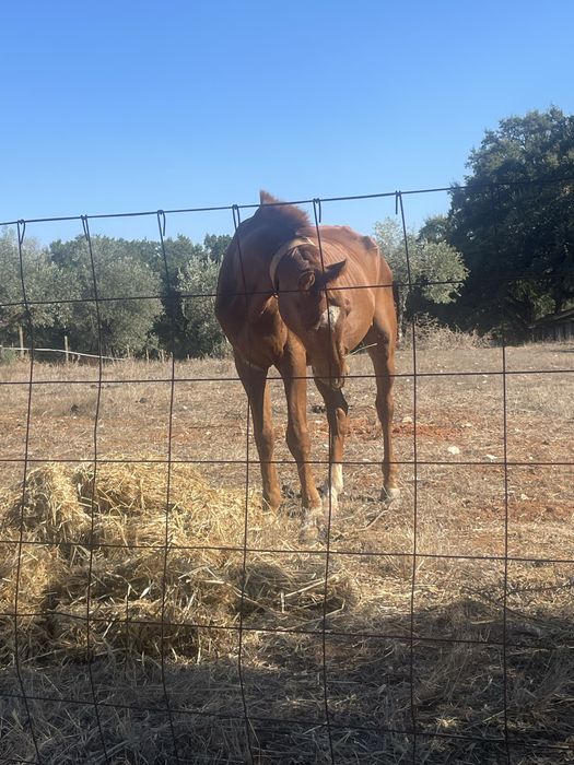 Vendo cavalo inteiro manso