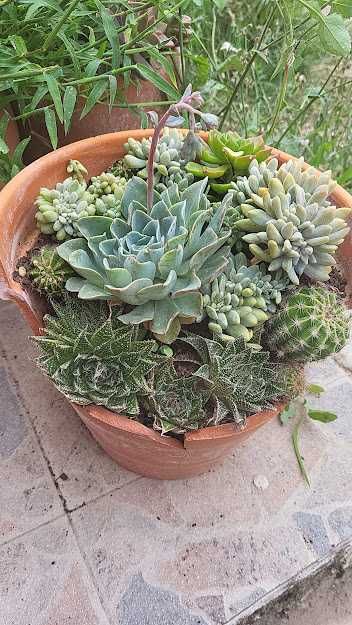 Suculentas para Decorar a sua Casa