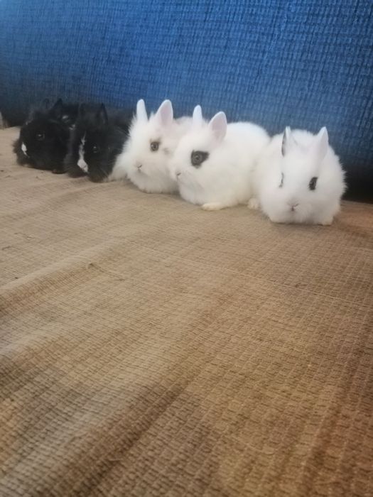 Króliczek karzełek Teddy, Lewek, gładki