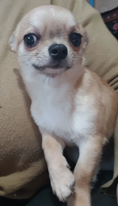 Гладкошерстный мальчик чихуахуа