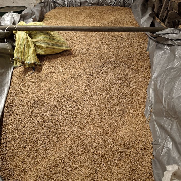 Pszenica 100 zł  i pszenżyto 90 zł