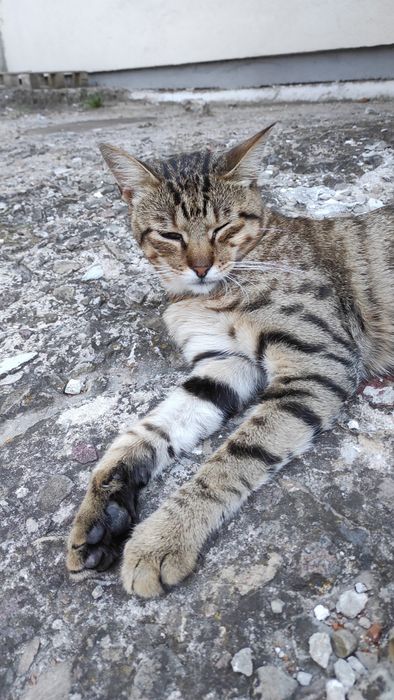 Чудовий котик шукає свій дім! Не дайте загинути дитині!