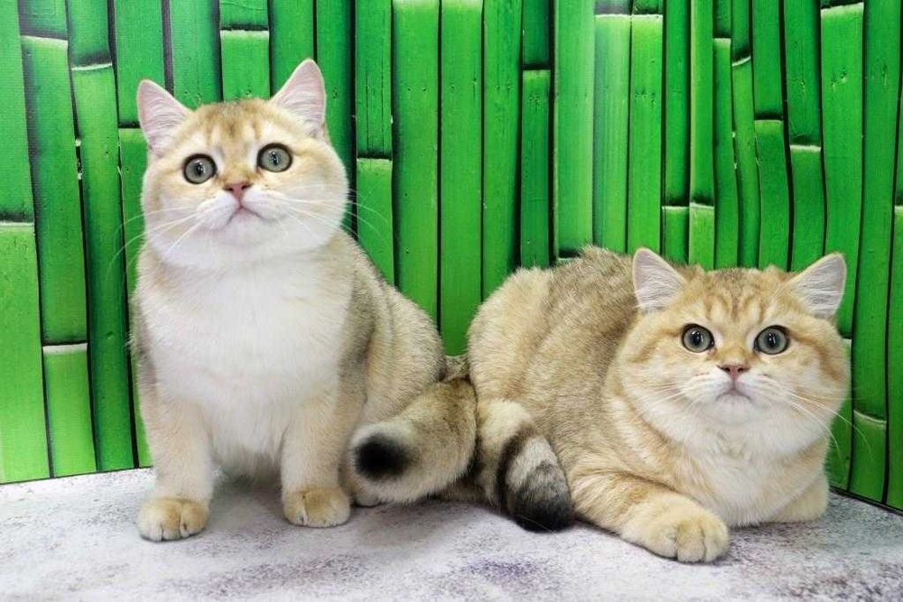 Яскравий симпатичний, милий, лагідний британський котя