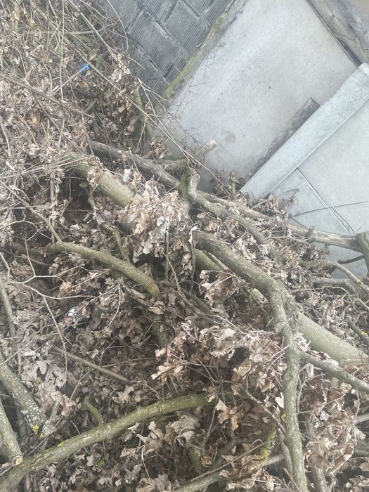 Oddam za darmo gałęzie