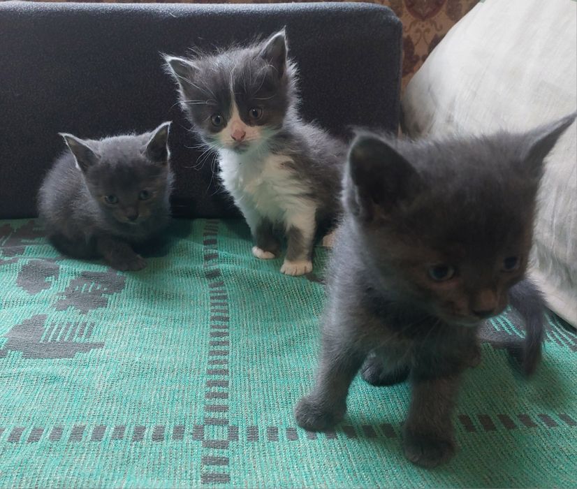 Віддам  кошенят в добрі руки..