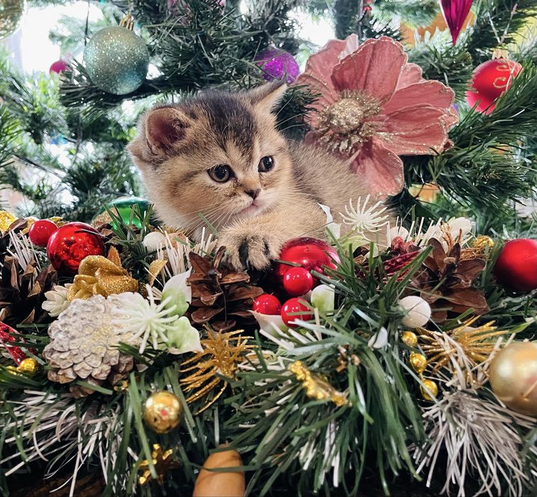 Розкішна шотландська дівчинка золота шиншила