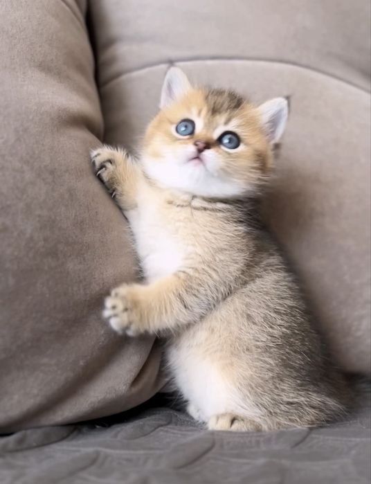 Кукольний шотландський хлопчик