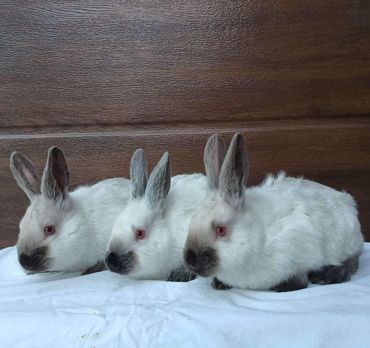 Kalifornijski Czarny Hawana Rodowód Samice