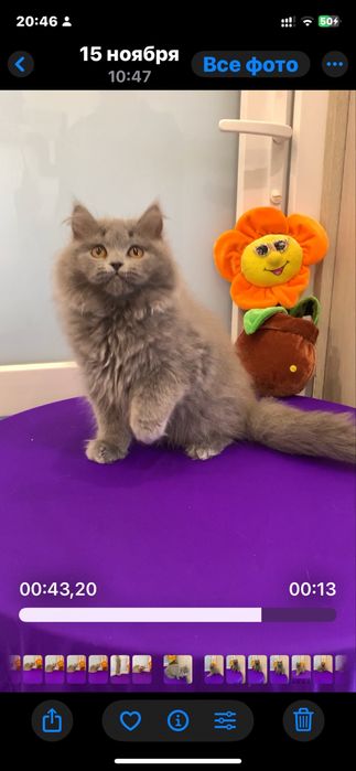 Шикарний дуже лагідний хлопчик !