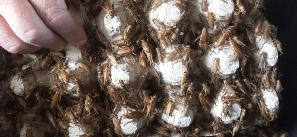 Świerszcze domowe 1000ml