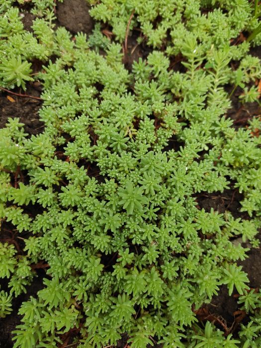 Очиток, седум Іспанський