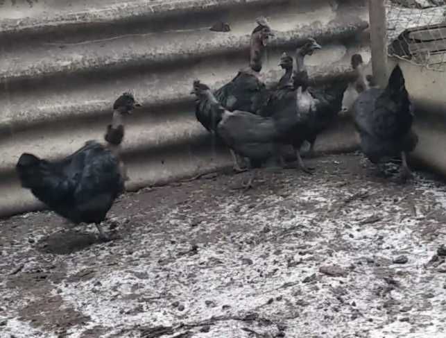 Продам инкубационное яйцо от кур породы Черний Дракон