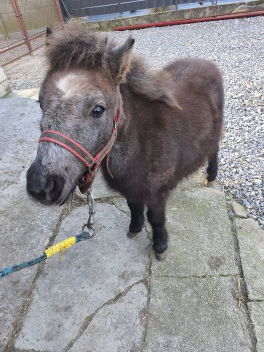 Ogierek Kucyk NIUTEK