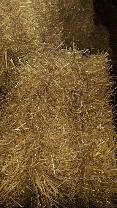 Słoma pszeniczna duże kostki