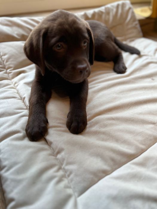 Цуценята лабрадору шукать сімʼю