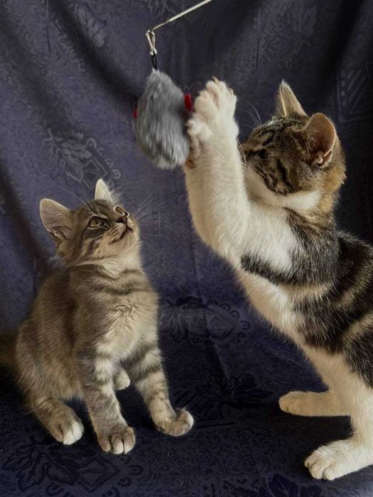 Безкоштовно.Три гарні дівчинки шукають родину