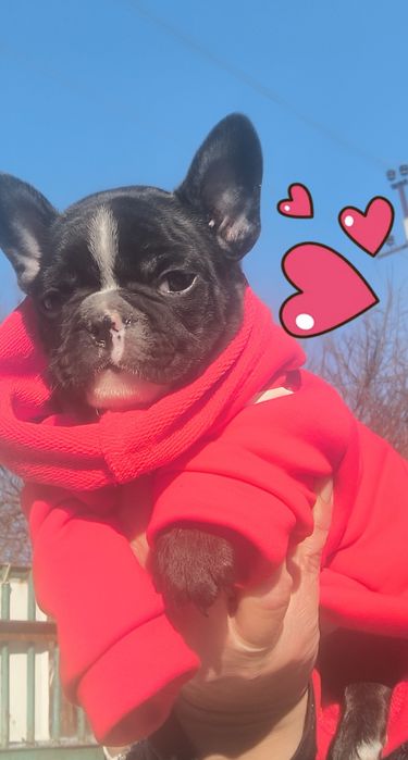 Хлопчик французький бульдог