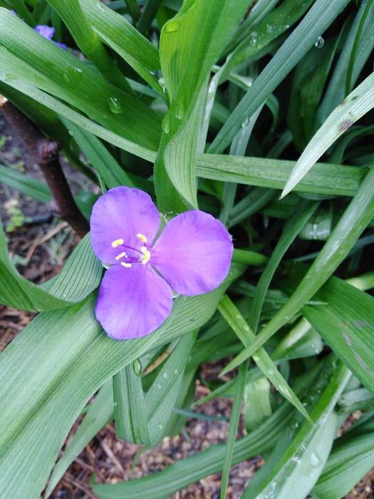 Традесканция садовая, цветущий многолетник