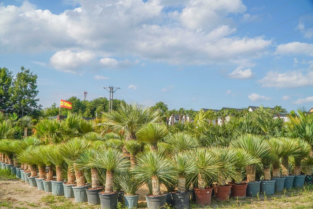 Yucca Rostrata - egzotyczna roślina MROZOODPORNA / juka, palma