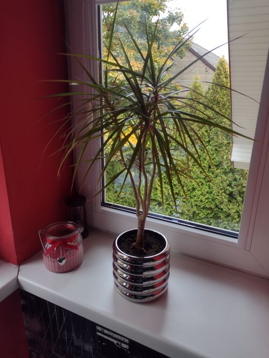 dracena,kwiat w doniczce