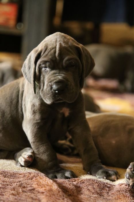 Piękny Szczeniaczek Dog Niemiecki Błękitny Rodowód FCI