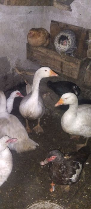 Sprzedam kaczki/kaczory