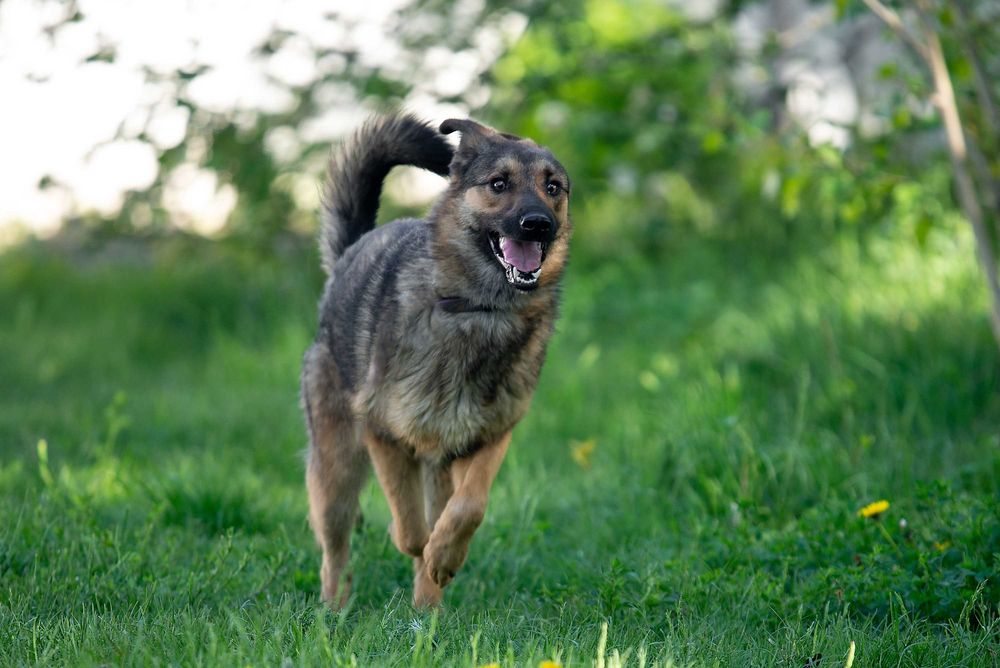 Віддам в добрі руки молодого собаку Сема.