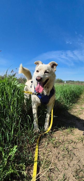 Baca - świetny pies do adopcji trochę Podhalan trochę golden