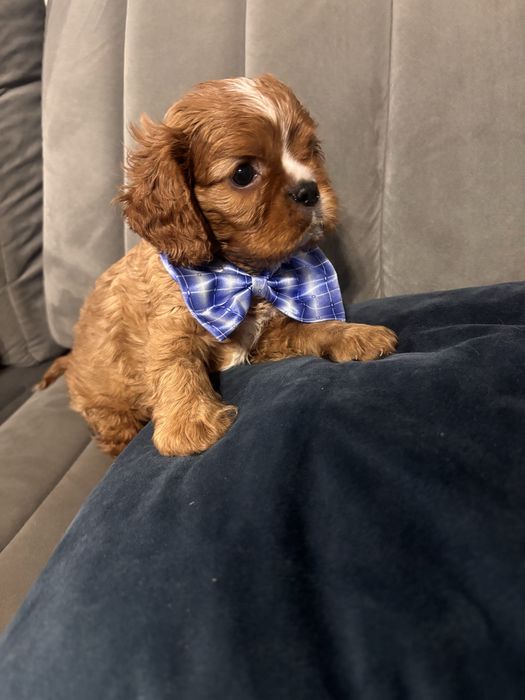 Cavalier king charles spaniel rubinowy.   REZERWACJA