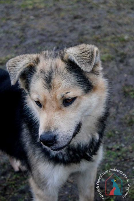 PIĘKNY, MŁODY, WESOŁY, towarzyski, lubi się bawić - adoptuj !!!