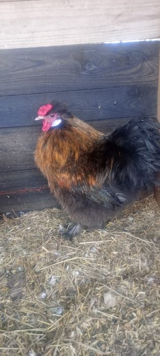 Kokuty siłka sprzedam