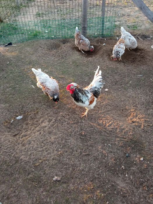 Jaja lęgowe czubatka-zagrodowka