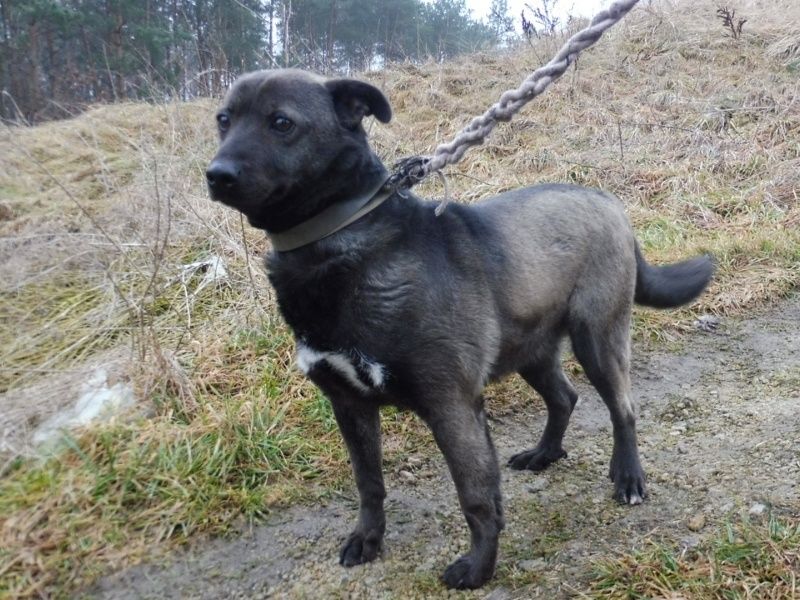 Piękny wyjątkowy Bufet czeka na dom