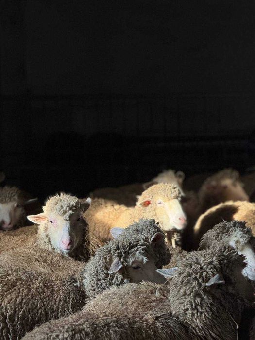 Продаж молодих баранчиків 2025 року