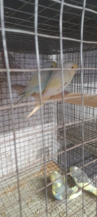 Casais de piriquitos