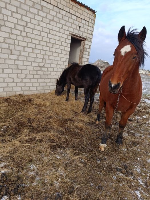 Вороной жеребчик